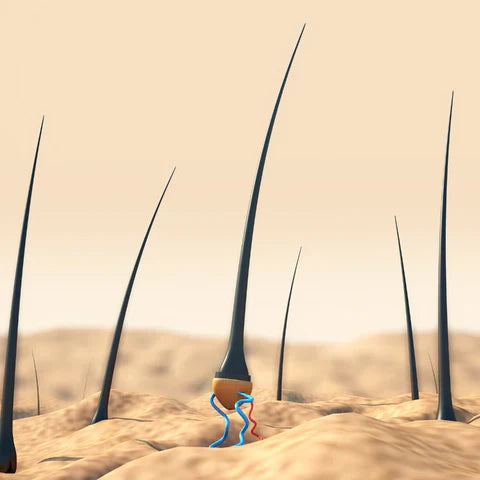 Rivaaj Mahal Hair Oil